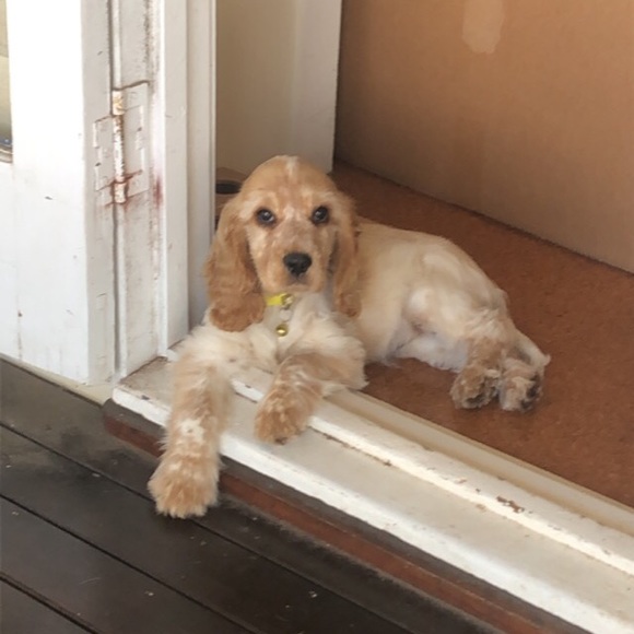 Profile Picture of Rebecca Athorn (@rathorn) on Poshmark