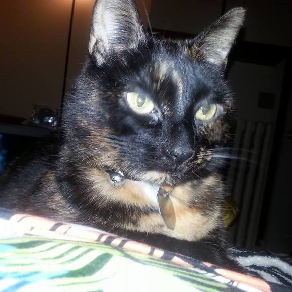 Profile Picture of Amy Farrell (@amylynn1962) on Poshmark