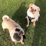 Profile Picture of Albert & George (@onepug.onefrug) on Instagram