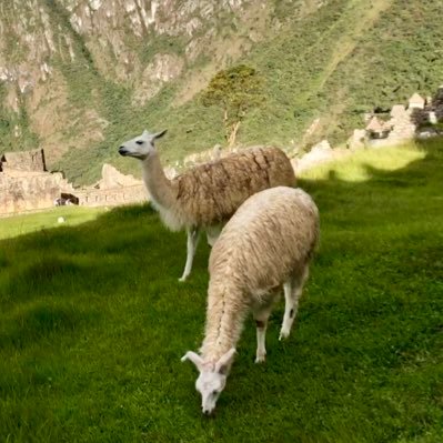 Profile Picture of Scott Huang (@huangzebra) on Twitter