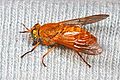 Profile Picture of Silvius gigantuluson Wikipedia