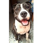 Profile Picture of Stanford Americano🐶 (@coopergnz) on Instagram