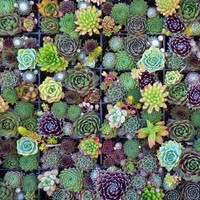 Profile Picture of Pearl Mitchell (@pearl-mitchell-1) on Quora