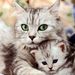 Profile Picture of Joan Gray (@joanngrayy) on Pinterest