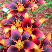 Profile Picture of Nancy Walters (@nancywalters1960) on Youtube