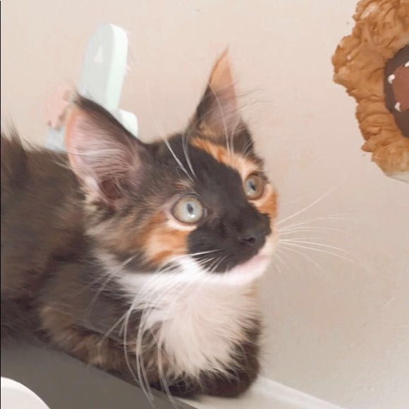 Profile Picture of Hazel Parker (@missgrumoy) on Poshmark