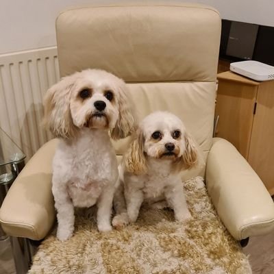 Profile Picture of Mike Dickson (@mancbluejoo) on Twitter