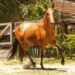 Profile Picture of Haras dos Lobos Pampas (@harasdoslobospampas) on Instagram