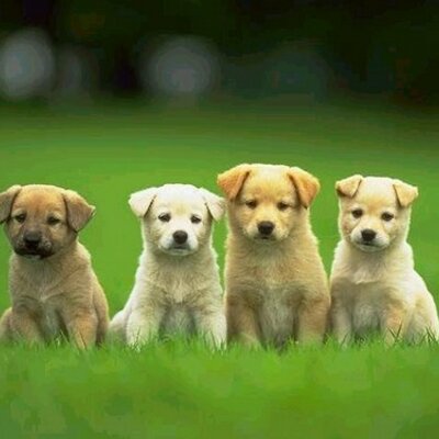 Profile Picture of Julia Hahn (@juju_hahn) on Twitter