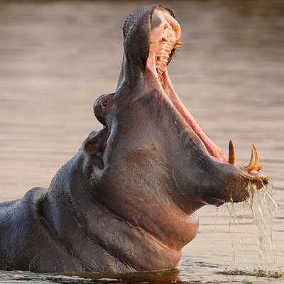 Profile Picture of Mohammed Alsaif (@1988mohmaad) on Twitter