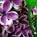 Profile Picture of Tammy Eborall (@teborall) on Pinterest