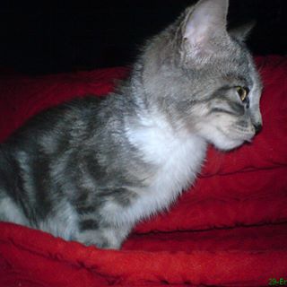 Profile Picture of Adrian Brenes (@Adrian-Brenes) on Facebook