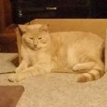 Profile Picture of Anita Weaver (@romanator8282010) on Instagram