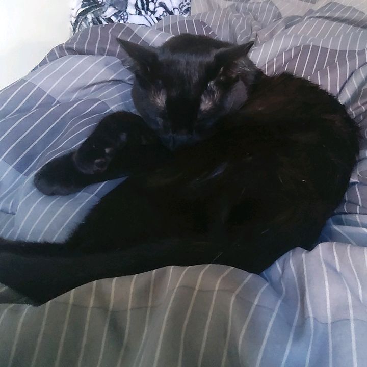 Profile Picture of Nicholas Vivas (@mzdropshot2967) on Tiktok