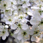 Profile Picture of Glasgo (@brucemarque) on Instagram