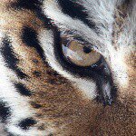 sharin David *-* - Instagram Profile Picture of sharin David *-* (@sharin_david_) on Instagram