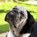 Profile Picture of Mr_Chester_Robertson (@mr.chester.bulldog) on Instagram