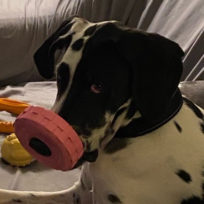 Profile Picture of Jimmy- WEAR A MASK (@jimmy_varnadore) on Twitter