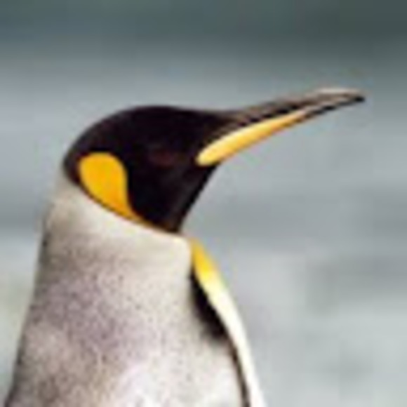 Profile Picture of Danny Budek (@dabudman22) on Poshmark