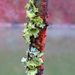 Profile Picture of Christine Boling (@BolingCL) on Pinterest