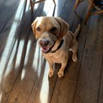 Profile Photo of Fred Leonard (@fred.the_foxredlab) on Instagram