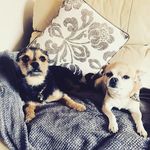 Profile Picture of Harlee and Bailey (@harleeandbailey) on Instagram