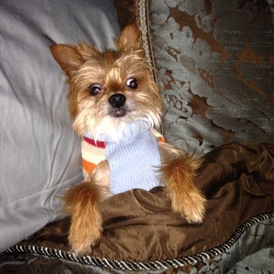 Profile Picture of Chris Cherkis (@justcherkit) on Twitter