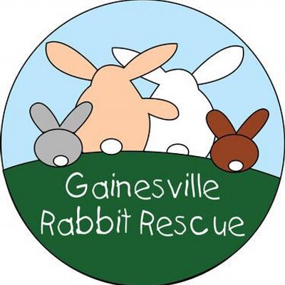 Profile Picture of Gainesville Rabbit Rescue (@GvilleRabbits) on Twitter