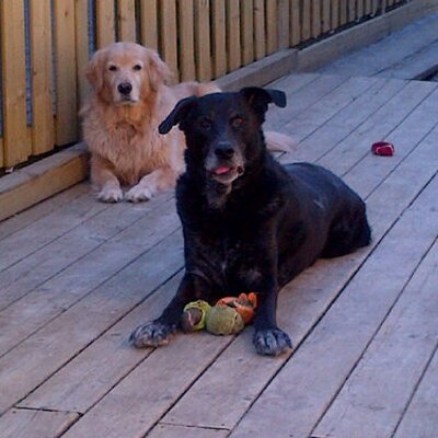 Profile Picture of Pennie S. Roberts (@luvdogs20) on Twitter