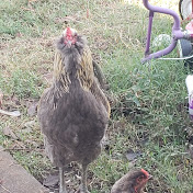 Profile Picture of Andrew Kraft (@andrewkraft1265) on Youtube