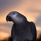 Profile Picture of David Raymond (@davidraymond7193) on Youtube