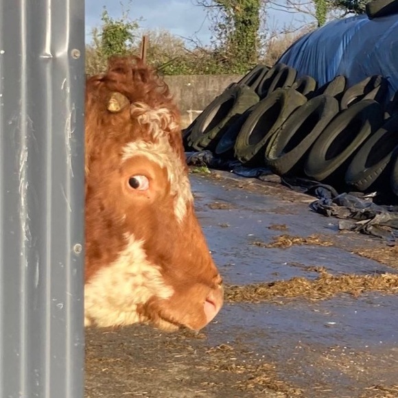 Profile Picture of Andrew Mundy (@andrew_mundy) on Poshmark