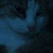 Profile Picture of Magdalena Sikorska (@rosalenamc) on Pinterest