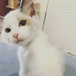 Profile Picture of 민아~~ (@mayassi__) on Instagram