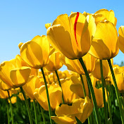 Profile Picture of Sparrow Gaming (@sparrowgaming4220) on Youtube