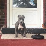 Profile Picture of Richard Jamar Montgomery Jr. (@queen_kingbullyproductionsllc) on Instagram