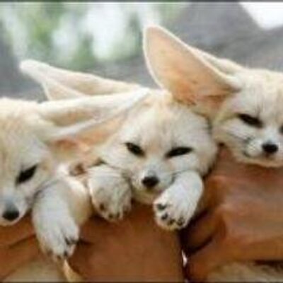 Profile Picture of Curtis Lavender (@CurtisLavender) on Twitter