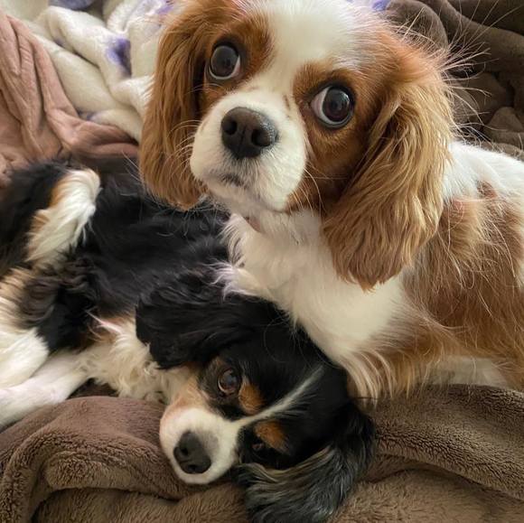 Profile Picture of Denise Pellicone (@neycer) on Poshmark