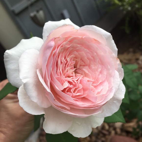 Profile Picture of Kimberly Schreiner (@kls1966) on Poshmark