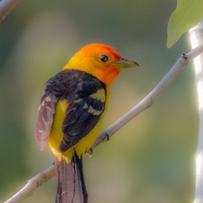 Profile Picture of Keith A Bailey (@KeithAB91760225) on Twitter