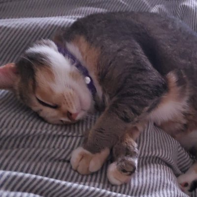 Profile Picture of Tyler Heller (@TylerHeller8) on Twitter