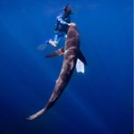 Profile Picture of Mickey Smith (@sharkaddicts2) on Instagram