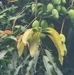 Profile Picture of Jesse Lara (@Jesse-Lara) on Facebook