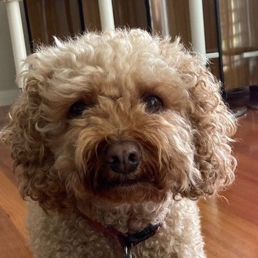 Profile Picture of davidselinger24 (@davidselinger24) on Tiktok