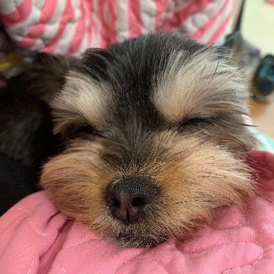 Profile Picture of Amanda Trout (@CyndaBax) on Twitter