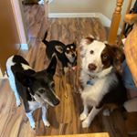 Profile Picture of Leo, Stella, Ruby Teague (@leo_stella_ruby) on Instagram