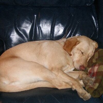 Profile Picture of Debbie Combs (@dlc321) on Twitter