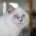 Profile Picture of Snowy Olaf (@snowy olaf) on Flickr