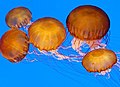 Profile Picture of Medusozoaon Wikipedia