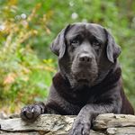 Profile Picture of Philip Schorah (@schorahphotos) on Instagram